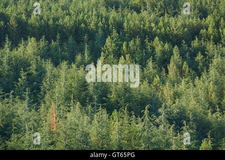 Einsamer Baum in der Mitte eine weite grüne trees.concept vergilbt Stockfoto