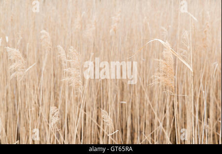 Rohrkolben Textur Stockfoto