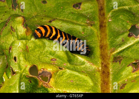 Die Zinnober Falter-Raupe. (Tyria Jacobaeae) Stockfoto