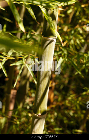 Golden Bambus - Phyllostachys Aurea nach oben wachsenden Stöcke in einem Bett aus Bambus Stockfoto