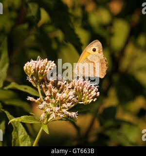 Coenonympha Pamphilus Small Heath Schmetterling. Stockfoto