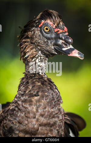 Muscovy Duck Stockfoto