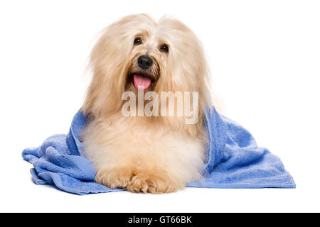 Schöne rötliche Havaneser Hund nach Bad in ein blaues Handtuch liegen Stockfoto