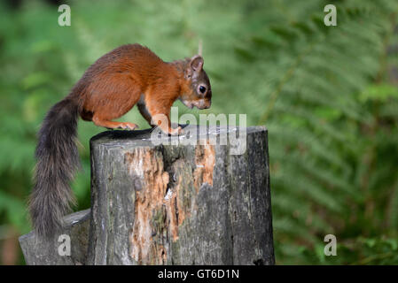 Eichhörnchen, Büschel, Wild, Tier, Wald, Natur, Baum, Kreatur, flauschig, eurasische, pelzigen, Nuss, Schönheit, im Freien, lustig, Holz, ea Stockfoto