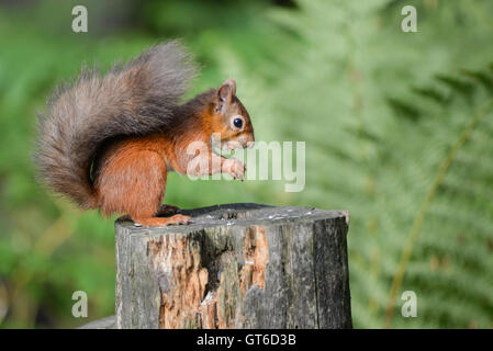 Eichhörnchen, Büschel, Wild, Tier, Wald, Natur, Baum, Kreatur, flauschig, eurasische, pelzigen, Nuss, Schönheit, im Freien, lustig, Holz, ea Stockfoto