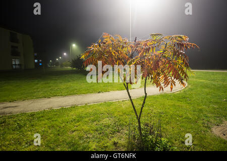 Esche in der Nacht mit Nebel im Herbst Stockfoto