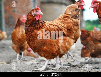 Hühner auf traditionelle Freilandhaltung Geflügelfarm. Stockfoto