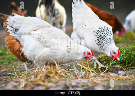 Hühner auf traditionelle Freilandhaltung Geflügelfarm. Stockfoto