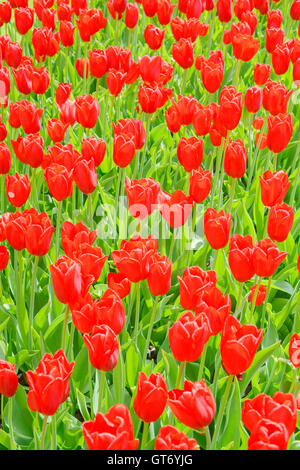 Red tulip garden or field in spring background, pattern or texture Stockfoto