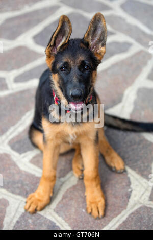 Porträt einer jungen deutschen Schäferhund. Stockfoto