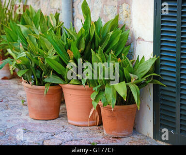 Zierpflanzen in Vase in Fornt von Türen Stockfoto