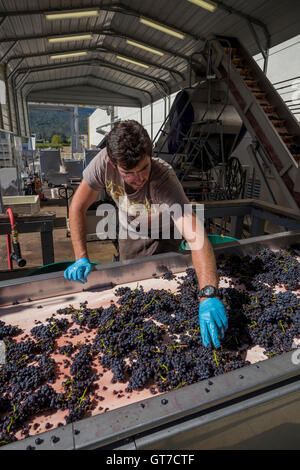 Arbeiter sortieren Trauben, Crush-Pad nach dem Abbeeren, Napa County Hall Winery, Napa Valley, Kalifornien Stockfoto