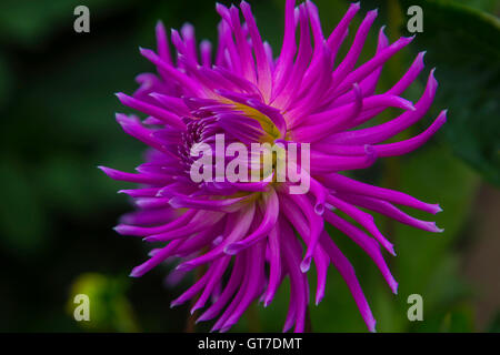 Wunderbar rosa Dahlie Stockfoto