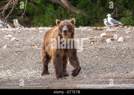 Braunbären auf dem Ufer der Kurilen-See. Stockfoto