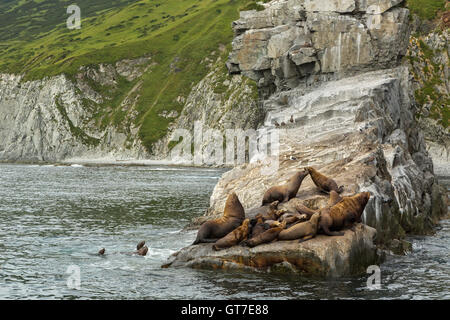 Rookery Steller Seelöwen. Insel im Pazifischen Ozean in der Nähe von Kamtschatka. Stockfoto