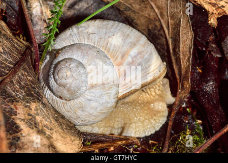 Römische Schnecke Stockfoto