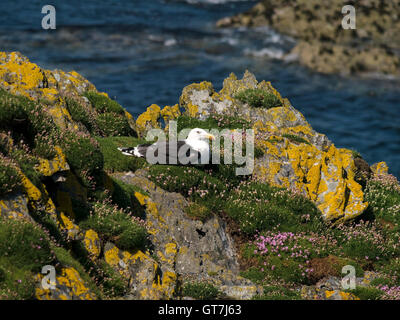 Great Black Backed Gull, Larus Marinus auf Meeresklippen im Pig's Paradise auf der Insel Colonsay, Schottland, Großbritannien. Stockfoto