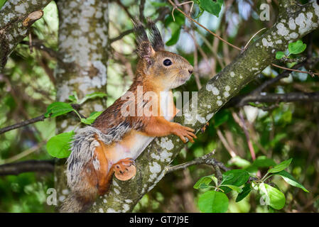 Eichhörnchen Stockfoto