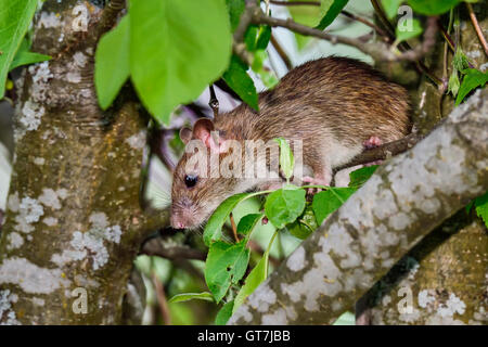 Braune Ratte Stockfoto