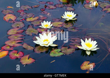 Miniatur gelbe Seerose (Nymphaea 'Pygmaea Helvola') Stockfoto