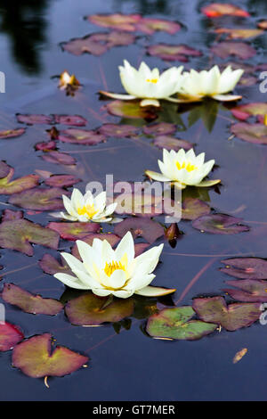 Miniatur gelbe Seerose (Nymphaea 'Pygmaea Helvola') Stockfoto