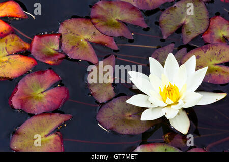 Miniatur gelbe Seerose (Nymphaea 'Pygmaea Helvola') Stockfoto