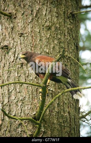 Harris Hawk auf Ast Stockfoto