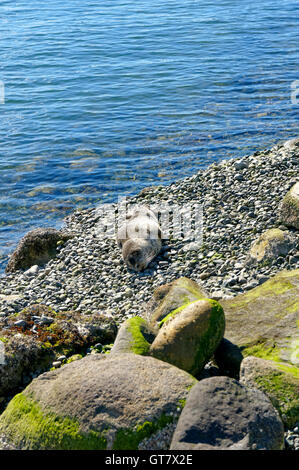 Pacific Harbour Seal Pup (Phoca Vitulina) schlafen an einem steinigen Strand, Vancouver, Britisch-Kolumbien, Kanada Stockfoto