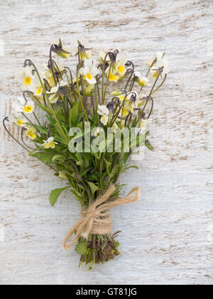 Wilde Viola Blumenstrauß gebunden mit Jute Seil auf dem rustikalen weißen gemalten Hintergrund Stockfoto