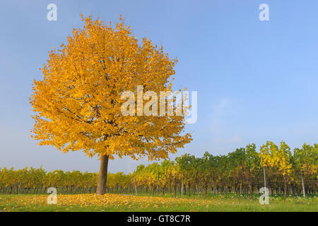 Einsamer Baum im Weinberg, Volkach, Franken, Bayern, Deutschland Stockfoto