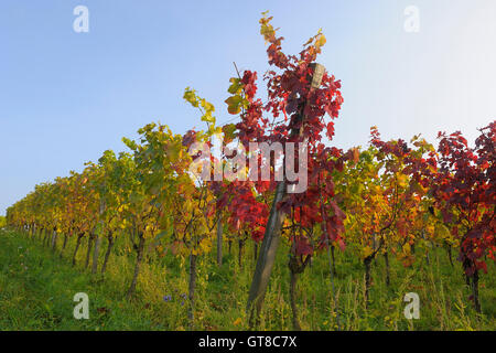 Weinberg im Herbst, Volkach, Franken, Bayern, Deutschland Stockfoto