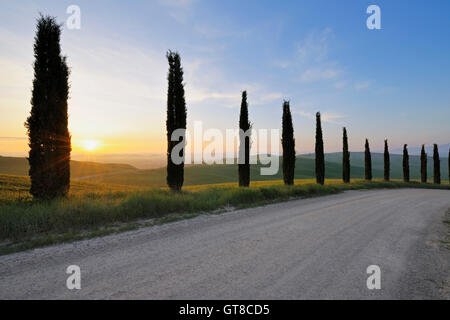 Leere Straße mit Zypressen bei Sonnenaufgang, Monteroni d ' Arbia, Siena, Toskana, Italien Stockfoto