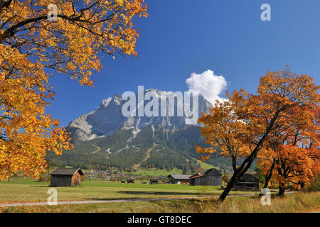 Zugspitze-Bergkette und Ahornbäume im Herbst, Lermoos, Tirol, Alpen, Österreich Stockfoto