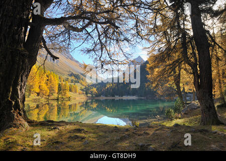 Lai da Palpuogna im Herbst, Bergün, Albulapass, Graubünden, Schweiz Stockfoto