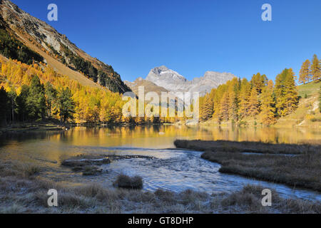 Lai da Palpuogna im Herbst, Albulapass, Graubünden, Schweiz Stockfoto