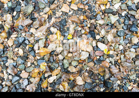 Jede Menge nasse kleine Felsen und Laub für Wallpaper Hintergründe, eingefangen in High Angle View. Stockfoto