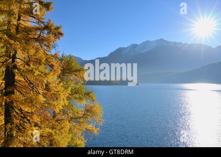 Herbst-Lärche und Bright Sun, Silsersee, Engadin, Kanton Graubünden, Schweiz Stockfoto