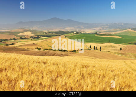 Toskanische Landschaft mit Weizenfeld im Sommer, Provinz Siena, Toskana, Italien Stockfoto