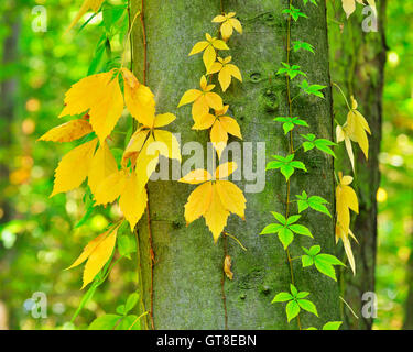 Wildem Wein im Herbst, Wertheim, Baden-Württemberg, Deutschland Stockfoto