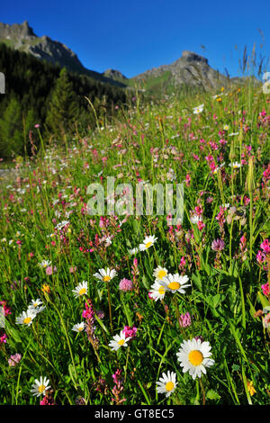 Alpine Blumenwiese im Frühling, Arabba, Passo Pordoi, Provinz Belluno, Region Venetien, Dolomiten, Italien Stockfoto