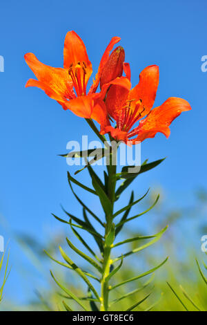 Blüte, Feuer-Lilie, Arabba, Passo Pordoi, Provinz Belluno, Region Venetien, Dolomiten, Italien Stockfoto