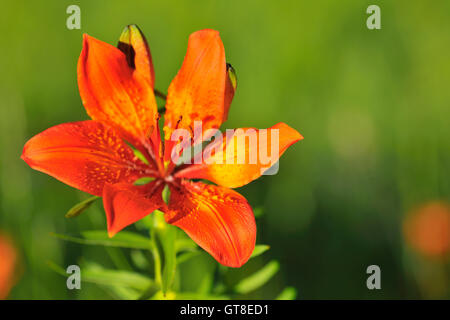 Blüte, Feuer-Lilie, Arabba, Passo Pordoi, Provinz Belluno, Region Venetien, Dolomiten, Italien Stockfoto