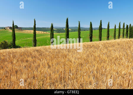 Toskana im Sommer Monteroni d ' Arbia, Provinz Siena, Toskana, Italien Stockfoto