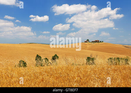 Toskana im Sommer Monteroni d ' Arbia, Provinz Siena, Toskana, Italien Stockfoto