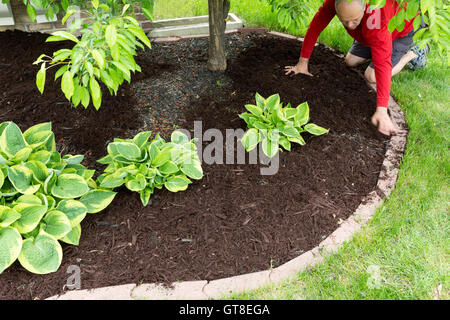 Gärtner Mulch Arbeit rund um das Haus kniete auf einem saftig grünen Rasen, Bio Mulch von hand am Rande zu verbreiten Stockfoto