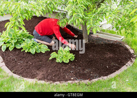 Männliche Gärtner bei der Gartenarbeit zu tun das Mulchen zu Beginn des Frühlings kniend in ein Blumenbeet verbreiten die Laubdecke um Stockfoto