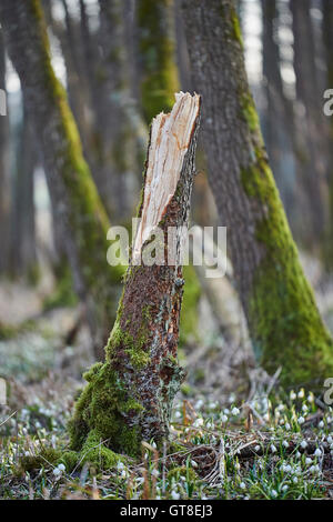 Nahaufnahme von Broken Baumstamm im Frühjahr Schneeflocke (Leucojum Vernum) bedeckte Wald im Frühjahr, Oberpfalz, Bayern, Deutschland Stockfoto