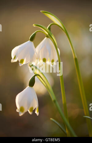 Nahaufnahme der Frühling Schneeflocke (Leucojum Vernum) blühen im Frühjahr, Oberpfalz, Bayern, Deutschland Stockfoto