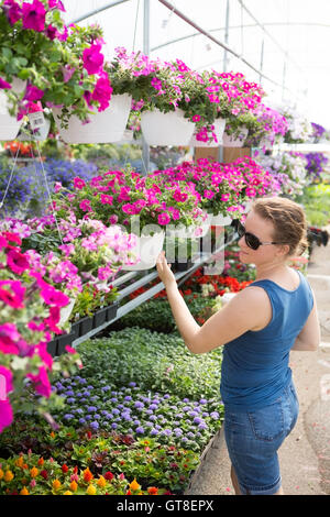 Trendige Frau Auswahl Baumschulpflanzen Blick auf Regalen der eingemachten rosa Petunien über eine Auswahl an kleineren Blütenpflanzen Stockfoto