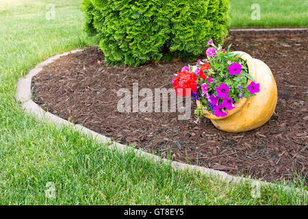 Bunte Blumen lila Petunien mit roten Geranien wachsen in einem geneigten Blumentopf in einem gepflegten Garten mit formalen Betten eine Stockfoto